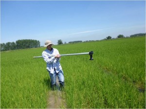 A CNR-IREA operator is acquiring the ImagineS-ERMES hemispherical photos in a rice field